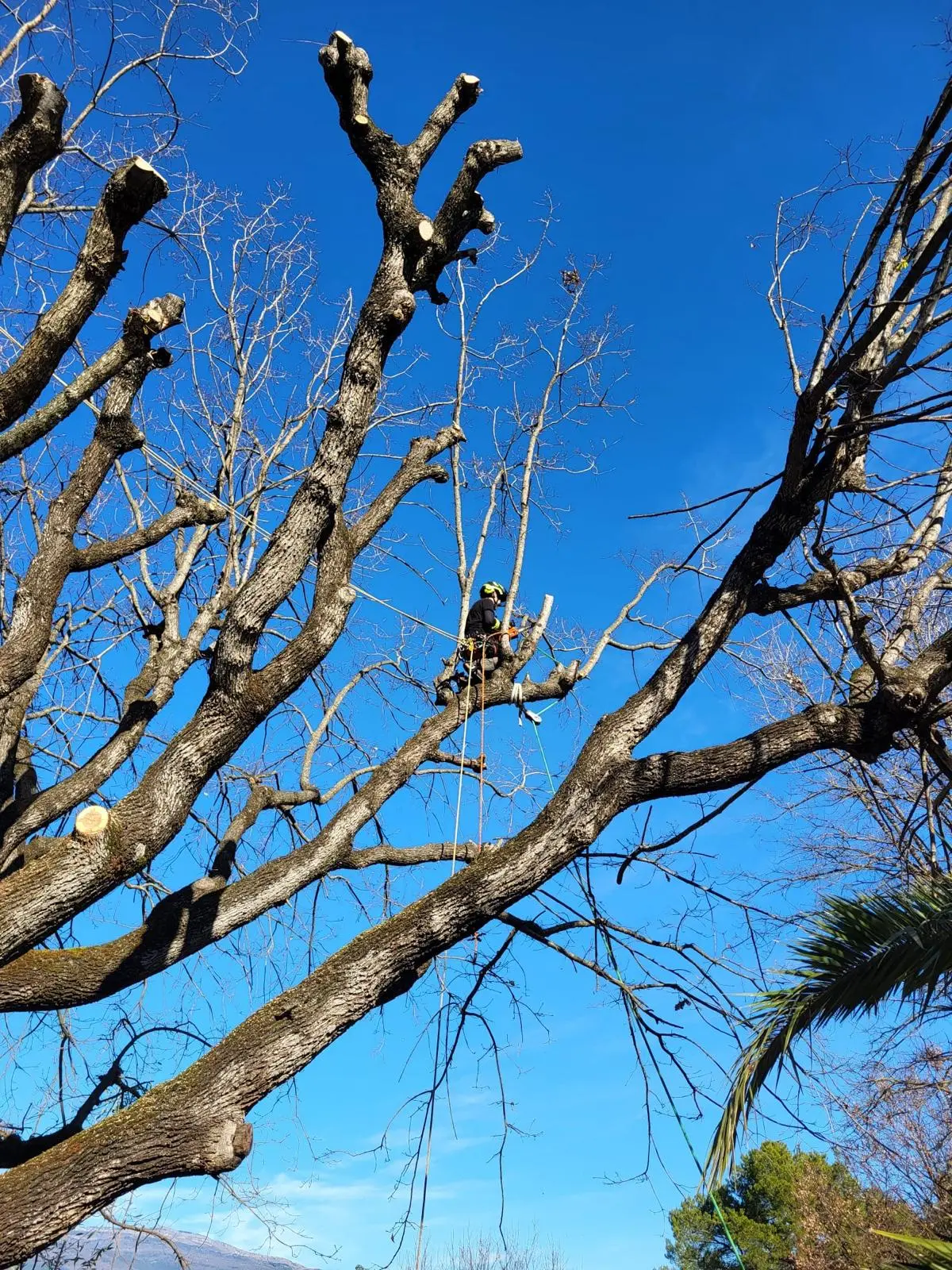 Abattage arbres sécurisé Grasse